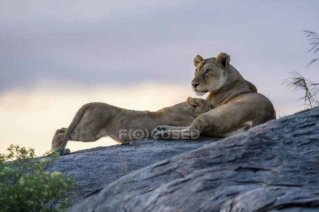 Левиця (Panthera leo) годує маля на скелі при сутінках; Танзанія — стокове фото