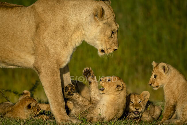 Primo piano della leonessa (Panthera leo) in piedi sopra quattro cuccioli di leone; Tanzania — Foto stock