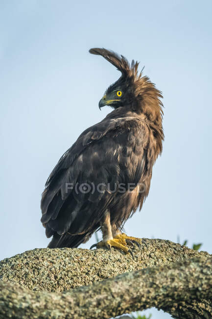 Portrait of long-crested eagle (Lophaetus occipitalis) standing on a tree branch turning head to the left; Tanzania — Stock Photo