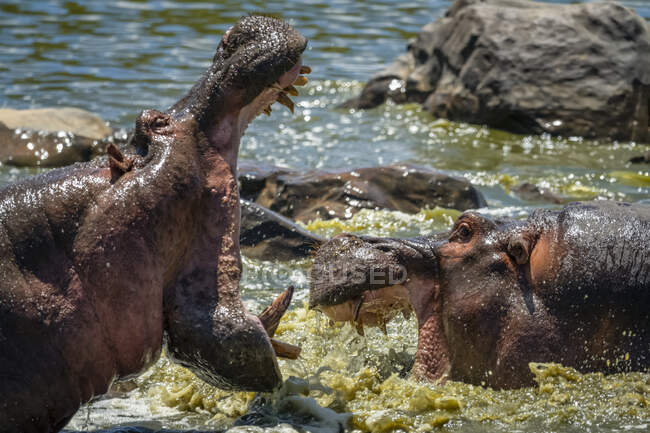 Hipopótamo macho (Hippopotamus amphibius) en agua con la boca abierta intimidando a otro hipopótamo; Tanzania - foto de stock