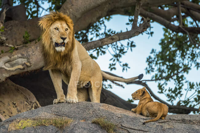 Lion mâle (Panthera leo) debout sur un rocher à côté d'un arbre avec un petit lion couché à côté de lui ; Tanzanie — Photo de stock