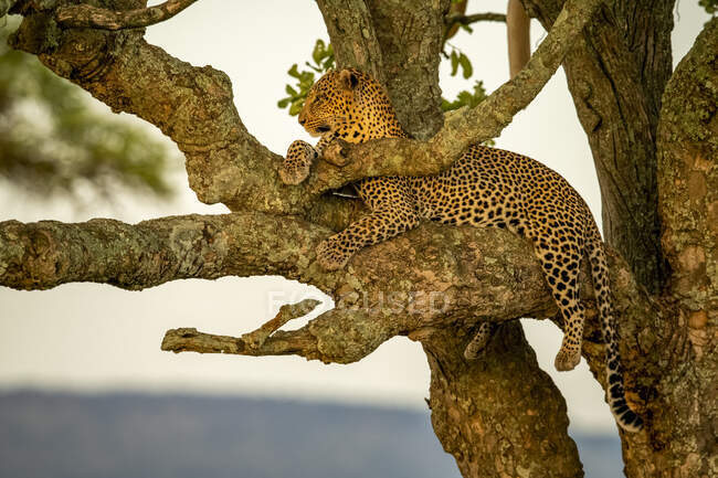 Leopardo macho (Panthera pardus) acostado en la rama del árbol relajándose y mirando a la distancia; Tanzania - foto de stock