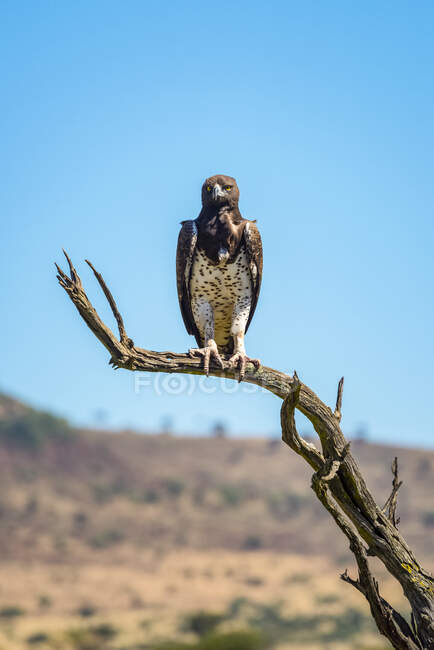 Porträt eines kriegerischen Adlers (Polemaetus bellicosus), der auf einem toten Baum steht und in die Kamera blickt; Tansania — Stockfoto