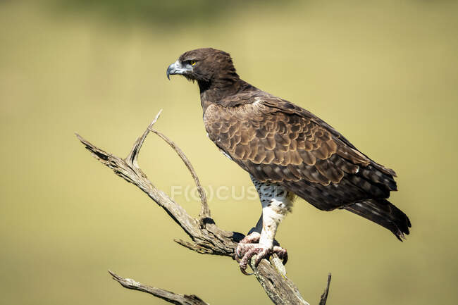 Portrait of martial eagle (Polemaetus bellicosus) perched on dead branch in sunlight; Tanzania — Stock Photo