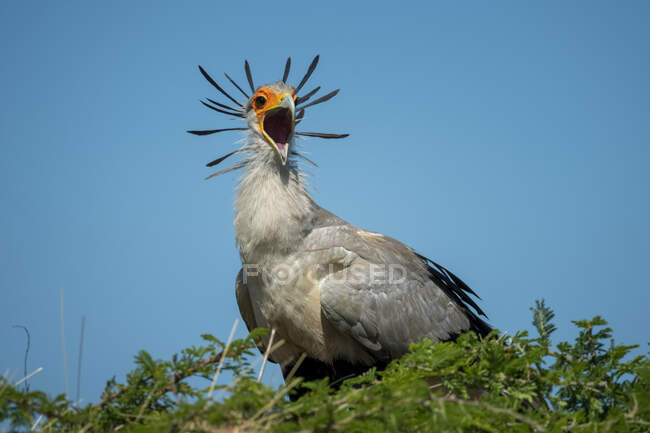Close-up portrait of secretary bird (Sagittarius serpentarius) perched on tree top with mouth open against the blue sky; Tanzania — Stock Photo