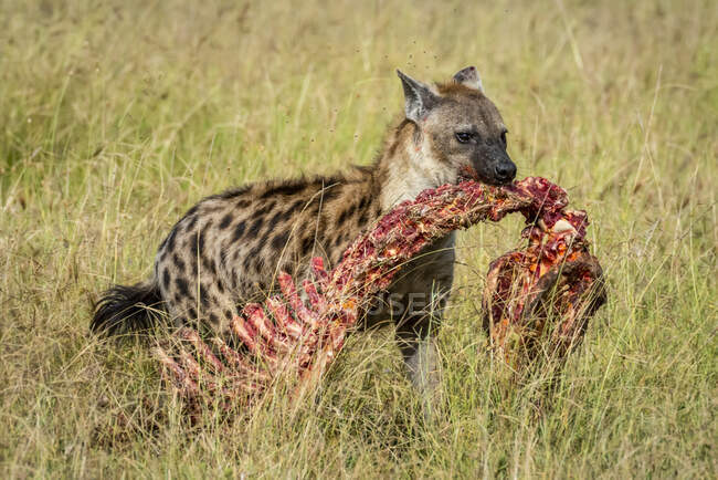 Hiena manchada (Crocuta crocuta) andando pela savana carregando ossos de carcaça na boca na Tanzânia — Fotografia de Stock