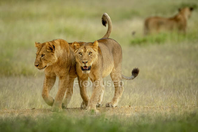 Дві левиці (Panthera leo) йдуть через савану пліч-о-пліч з іншою левицею на задньому плані; Танзанія — стокове фото