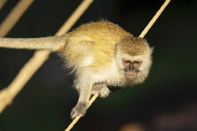 Close-up portrait of vervet monkey (Chlorocebus pygerythrus) balancing on a rope in he sunshine, Kenya — Stock Photo