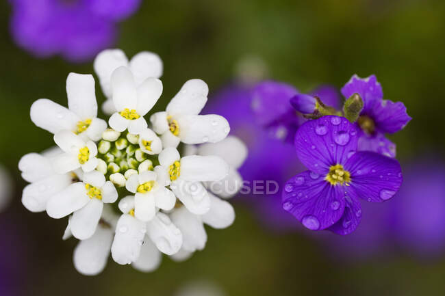 Close-up of beautiful white flower head and purple violets in springtime; North Vancouver, British Columbia, Canada — Stock Photo