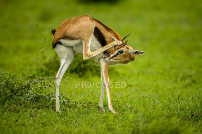 Joven gacela de Thomson macho (Eudorcas thomsonii) de pie sobre la hierba rascarse la cabeza con la pierna trasera; Kenia - foto de stock