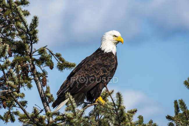 Bald Eagle (Haliaeetus leucocephalus) em uma árvore perene; Marrowstone Island, Washington, Estados Unidos da América — Fotografia de Stock