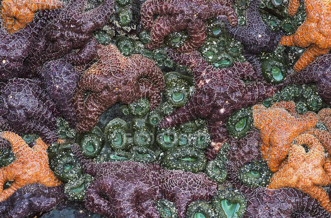 Морские звезды и аномоны, спасенные приливом; Каннон-Бич, штат Орегон, США — стоковое фото