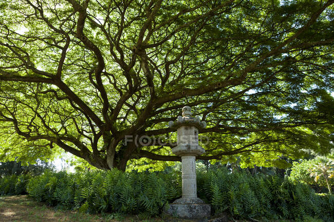 Сад Лікіокалані в затоці Хіло; Великий острів, Гаваї, США — стокове фото
