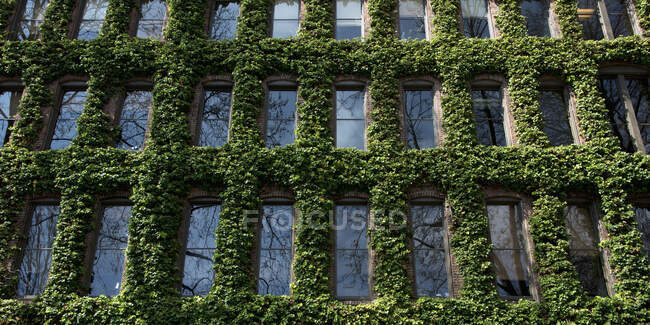 Reben wachsen an der Seite eines Gebäudes am Fenster; Seattle, Washington, Vereinigte Staaten von Amerika — Stockfoto