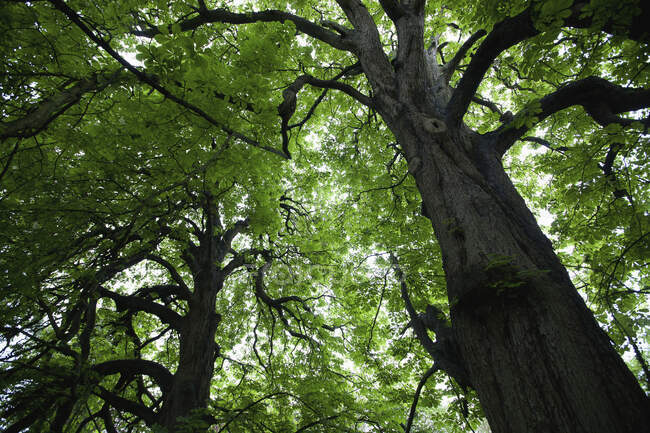 Rosskastanienbäume in Horsington Village; Somerset, England — Stockfoto