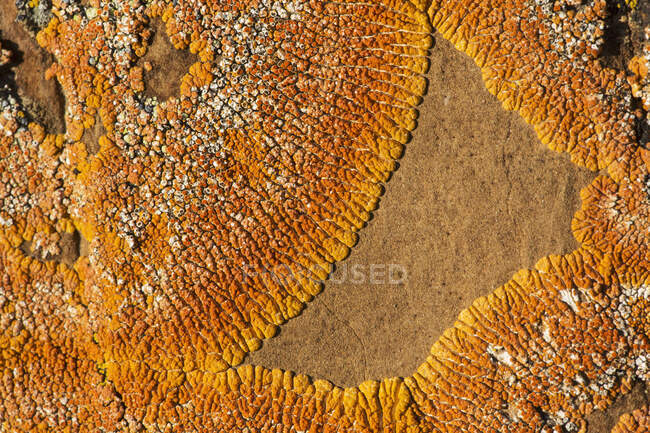 Flechten auf Felsen, Red Rock Coulee; Alberta, Kanada — Stockfoto