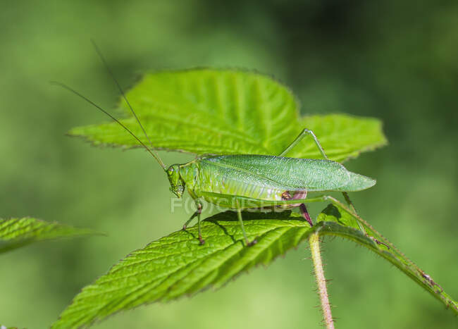 Un insecto verde camuflado sobre una hoja verde; Field, Ontario, Canadá - foto de stock