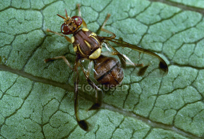 Agricultura - Mosca do melão (Dacus cucurbitae) adulta em uma folha. — Fotografia de Stock