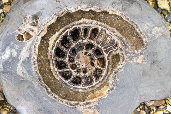 Detalle de amonita cristalina encontrada en la playa en Lyme Regis, Costa Jurásica; Dorset, Inglaterra - foto de stock