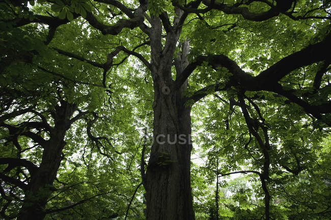 Rosskastanienbäume in Horsington Village; Somerset, England — Stockfoto