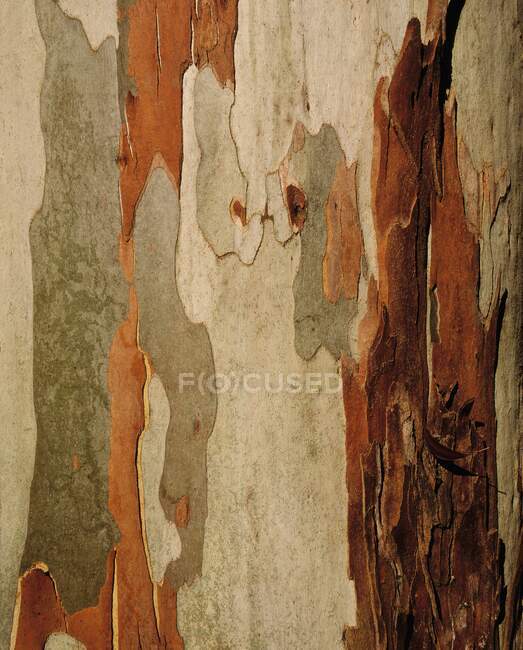 Corteza de eucalipto, Mount Usher, Co Wicklow, Irlanda - foto de stock