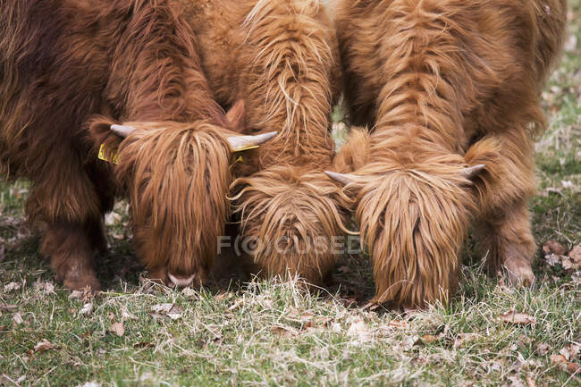 Ganado de las Highlands comiendo de la hierba; Fronteras escocesas, Escocia - foto de stock