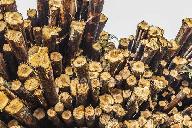 Uma pilha de logs; Colúmbia Britânica, Canadá — Fotografia de Stock