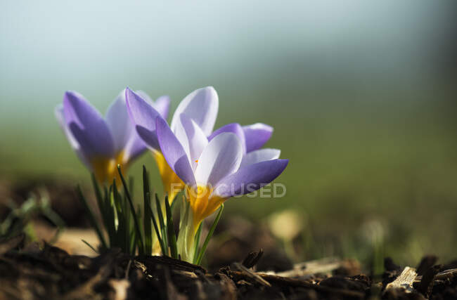 Crocus en fleurs au printemps ; Astoria, Oregon, États-Unis d'Amérique — Photo de stock