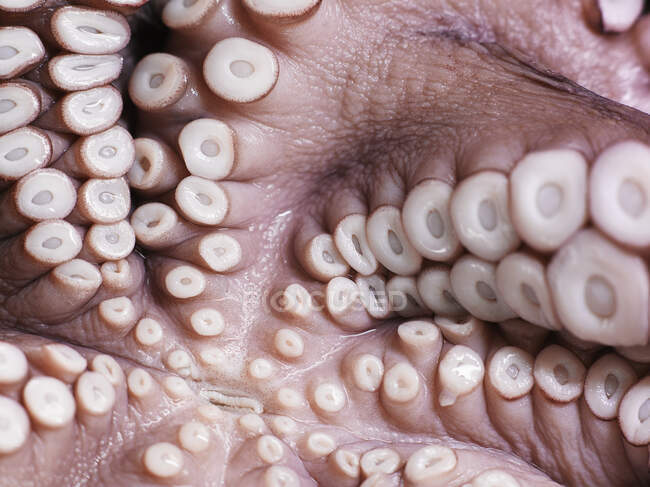 Gros plan des tentacules sous une pieuvre ; Montréal, Québec, Canada — Photo de stock