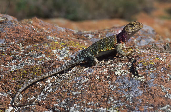 A Collared Lizard On A Rock; Lawton, Oklahoma, Stati Uniti d'America — Foto stock