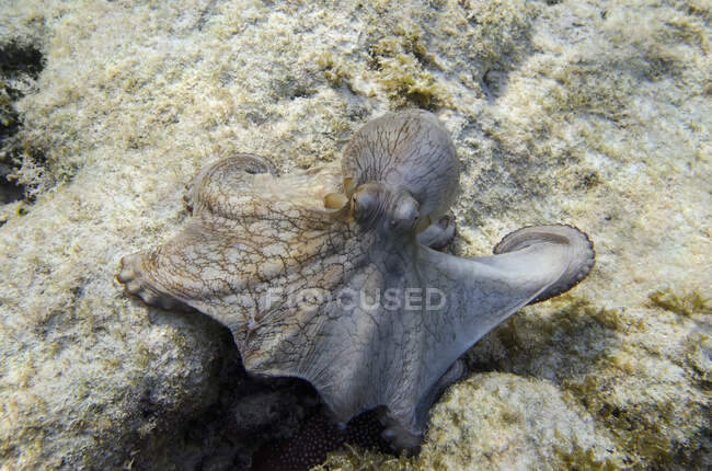 Octopus; Utila Island, Honduras — Fotografia de Stock