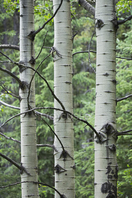 Primer plano de troncos de abedul en un bosque; Banff, Alberta, Canadá - foto de stock