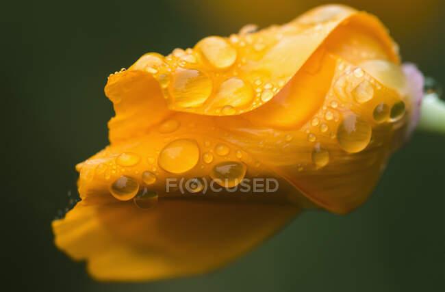 Raindrops Gathering On A California Poppy (Eschscholzia Californica) ; Astoria, Oregon, États-Unis d'Amérique — Photo de stock