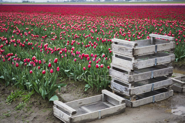 Muddy Crates en frente de coloridos campos de tulipanes; La Conner, Washington, Estados Unidos de América - foto de stock