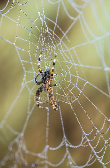 An Orb-Weaver Spider Resting On Her Web; Астория, Орегон, США — стоковое фото