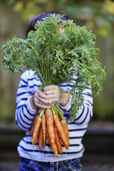 Jeune garçon tenant une grappe de carottes biologiques ; Montréal, Québec, Canada — Photo de stock