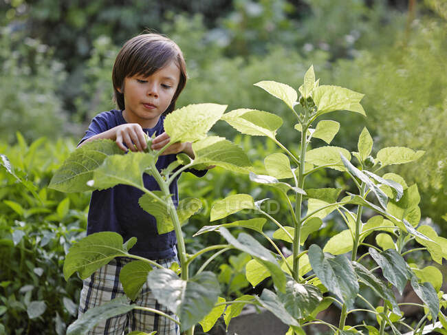 Um menino jovem com girassóis em um jardim comunitário urbano; Montreal, Quebec, Canadá — Fotografia de Stock
