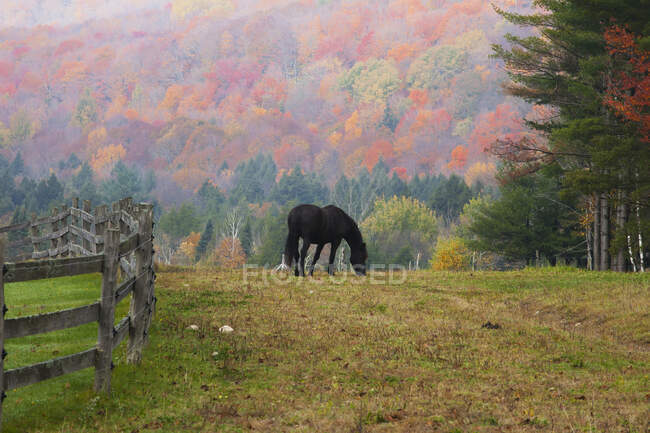Horse Grazing en la luz de la mañana temprano y niebla en otoño; Iron Hill, Quebec, Canadá - foto de stock