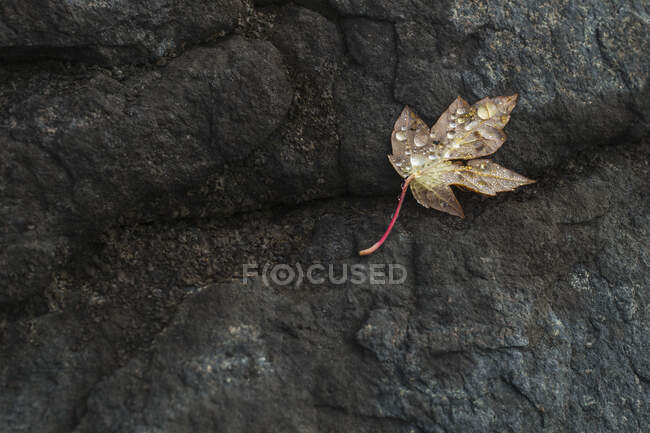 Una hoja marrón yaciendo en una roca negra; Ontario, Canadá - foto de stock