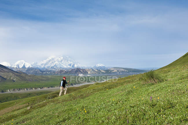Senior Mann wandert auf der Tundra in Thorofare Pass mit Mt. Mckinley im Hintergrund, Innenraum Alaska, Sommer — Stockfoto