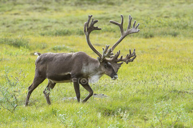 An Elk (Cervus Canadensis) Walking In A Meadow — Stock Photo
