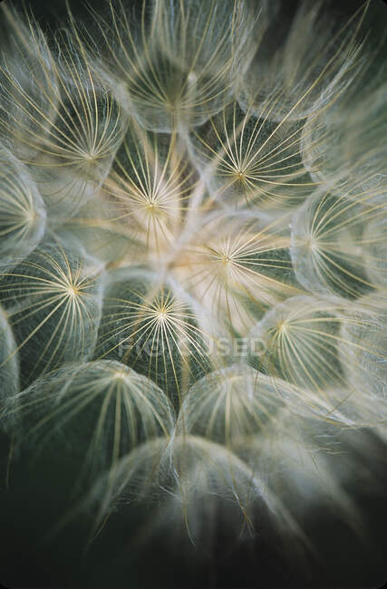 Salsify (Tragopogon) With It's Showy Seed Head; Roanoke, Virginia, United States Of America — Stock Photo