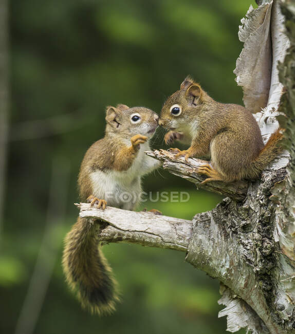 Dos ardillas rojas (Sciurus Vulgaris) jugando en un árbol; Ontario, Canadá - foto de stock