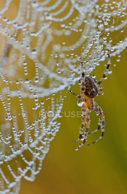 A Spider Trying To Dry Off; Astoria, Oregon, United States Of America — Stock Photo