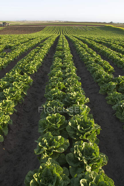 Landwirtschaft - Feld mit reifem Romaine-Salat; die Blütenpracht am rechten Feldrand deutet auf ein Bio-Feld hin / in der Nähe von Salinas, Monterey County, Kalifornien, USA. — Stockfoto