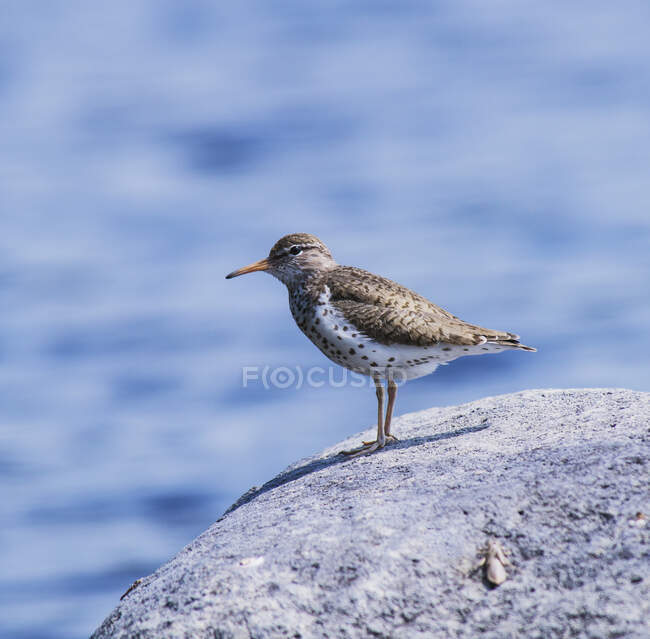 Um pássaro em uma rocha com água no fundo; Campo, Ontário, Canadá — Fotografia de Stock