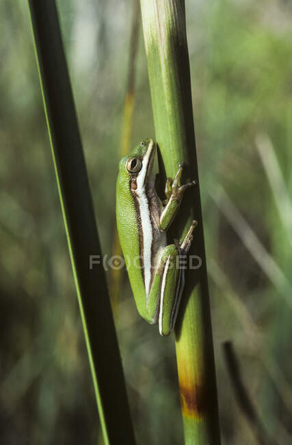 Green Tree Frog Resting On A Stem; Ochopee, Florida, United States Of America — стокове фото