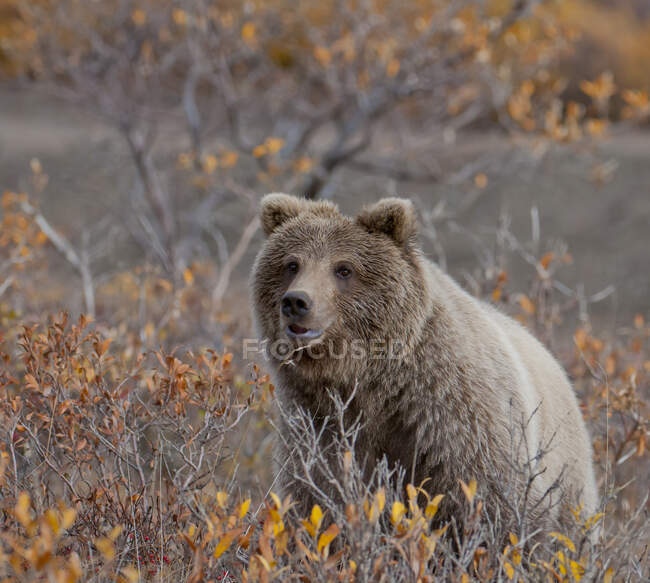 Бурый медведь смотрит на камеру в дикой природе — стоковое фото