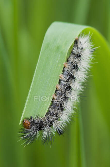 A Caterpillar Eating Grass; Astoria, Oregon, Vereinigte Staaten von Amerika — Stockfoto