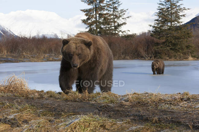Due orsi bruni che camminano attraverso un lago ghiacciato in inverno — Foto stock